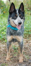 Steeler the Australian Cattledog