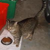 Figaro the Sweet, Big Boy (Video)