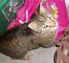 Figaro the Sweet, Big Boy (Video)