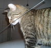 Figaro the Sweet, Big Boy (Video)