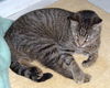 Figaro the Sweet, Big Boy (Video)