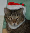 Figaro the Sweet, Big Boy (Video)
