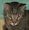 Figaro the Sweet, Big Boy (Video)