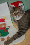 Figaro the Sweet, Big Boy (Video)