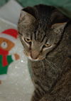 Figaro the Sweet, Big Boy (Video)