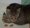 Figaro the Sweet, Big Boy (Video)