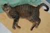 Figaro the Sweet, Big Boy (Video)