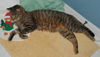 Figaro the Sweet, Big Boy (Video)
