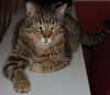 Figaro the Sweet, Big Boy (Video)