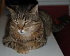Figaro the Sweet, Big Boy (Video)