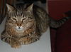 Figaro the Sweet, Big Boy (Video)