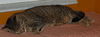 Figaro the Sweet, Big Boy (Video)