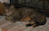 Figaro the Sweet, Big Boy (Video)
