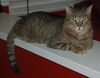 Figaro the Sweet, Big Boy (Video)