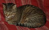 Figaro the Sweet, Big Boy (Video)