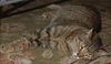 Figaro the Sweet, Big Boy (Video)