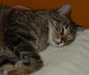 Figaro the Sweet, Big Boy (Video)