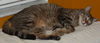 Figaro the Sweet, Big Boy (Video)