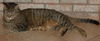 Figaro the Sweet, Big Boy (Video)