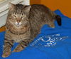 Figaro the Sweet, Big Boy (Video)