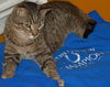 Figaro the Sweet, Big Boy (Video)