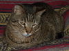 Figaro the Sweet, Big Boy (Video)