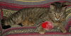 Figaro the Sweet, Big Boy (Video)
