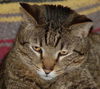 Figaro the Sweet, Big Boy (Video)