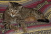 Figaro the Sweet, Big Boy (Video)