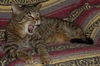 Figaro the Sweet, Big Boy (Video)