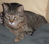 Figaro the Sweet, Big Boy (Video)