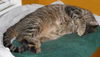 Figaro the Sweet, Big Boy (Video)