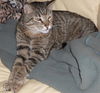 Figaro the Sweet, Big Boy (Video)