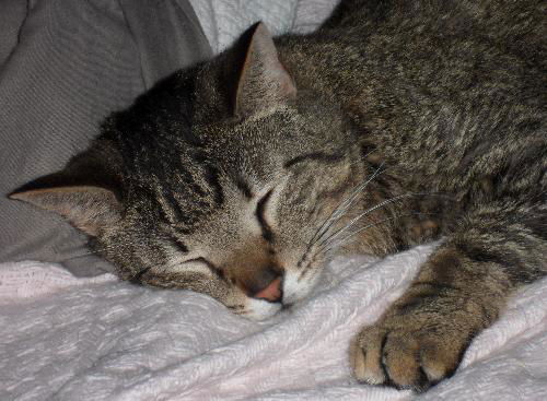Figaro the Sweet, Big Boy (Video)