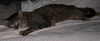 Figaro the Sweet, Big Boy (Video)