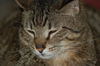 Figaro the Sweet, Big Boy (Video)