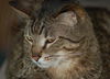 Figaro the Sweet, Big Boy (Video)