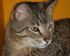 Figaro the Sweet, Big Boy (Video)