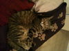 Figaro the Sweet, Big Boy (Video)