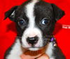 MooMoo the Puppy