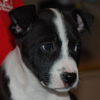 MooMoo the Puppy