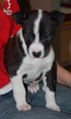 MooMoo the Puppy