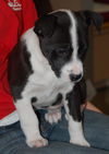 MooMoo the Puppy