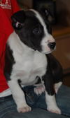 MooMoo the Puppy