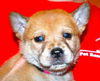 Tooney the  Puppy