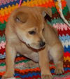 Tooney the  Puppy