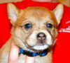 Bonita the Puppy