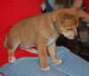 Bonita the Puppy