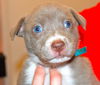Zulee the Puppy