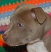Zulee the Puppy